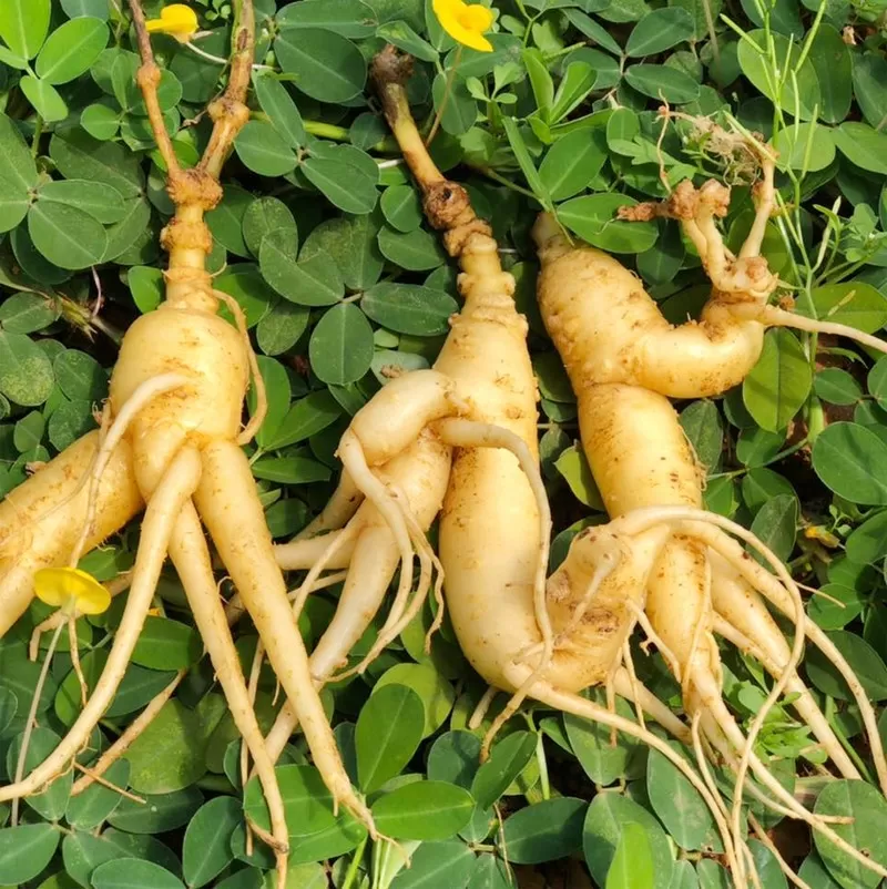 Cà Phê Chappi Đặc Sản Nhân Sâm Túi Lọc
